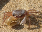 crab.JPG (205 KB)
